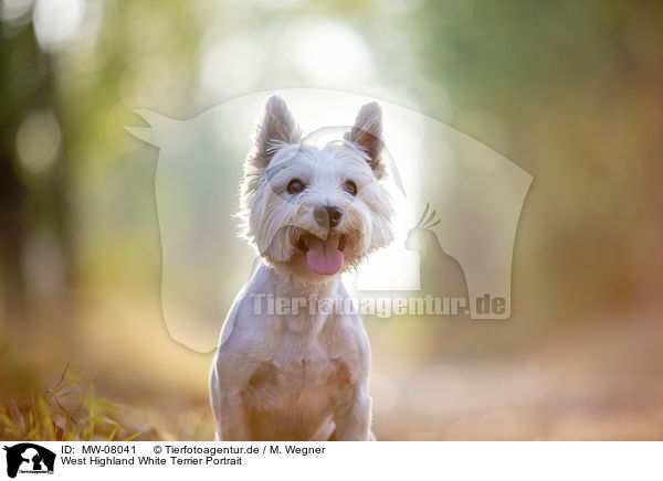 West Highland White Terrier Portrait / MW-08041
