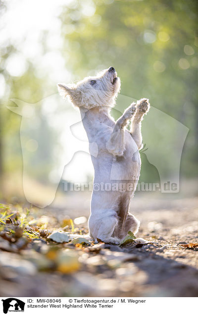sitzender West Highland White Terrier / sitting West Highland White Terrier / MW-08046
