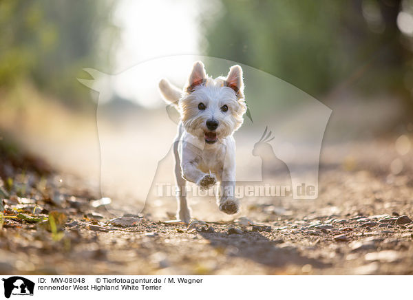 rennender West Highland White Terrier / running West Highland White Terrier / MW-08048