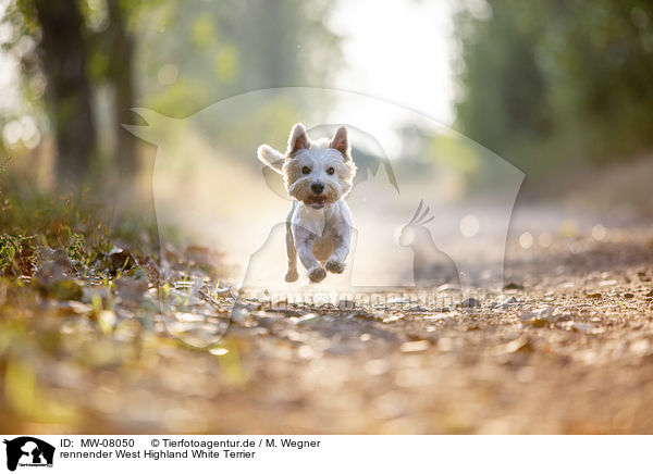 rennender West Highland White Terrier / running West Highland White Terrier / MW-08050