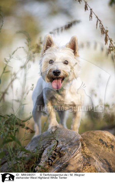 stehender West Highland White Terrier / MW-08051
