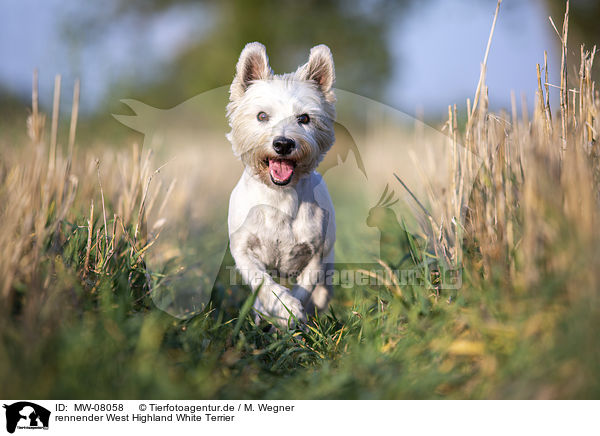 rennender West Highland White Terrier / MW-08058