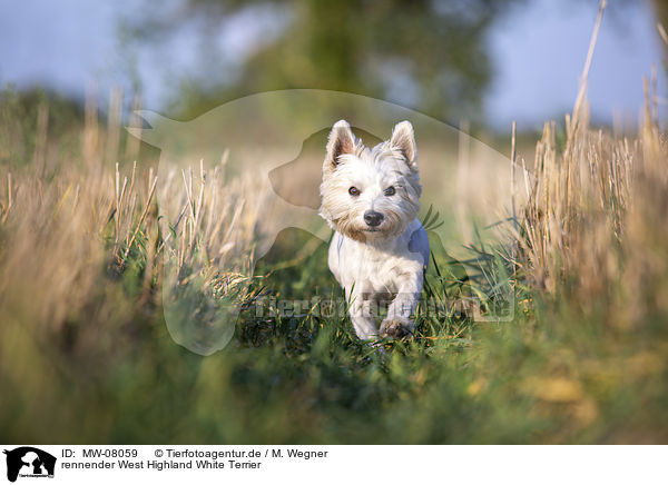 rennender West Highland White Terrier / MW-08059
