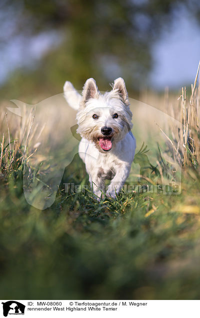 rennender West Highland White Terrier / MW-08060