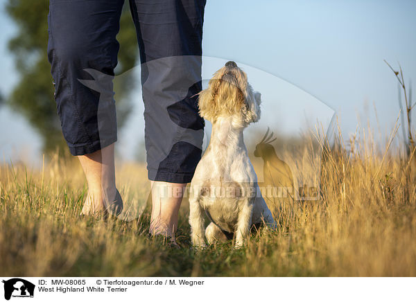 West Highland White Terrier / MW-08065