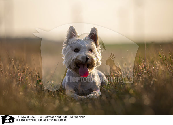 liegender West Highland White Terrier / MW-08067