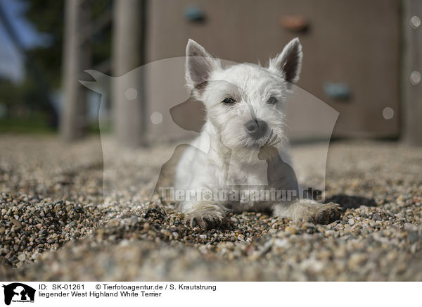 liegender West Highland White Terrier / SK-01261