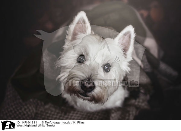 West Highland White Terrier / KFI-01311