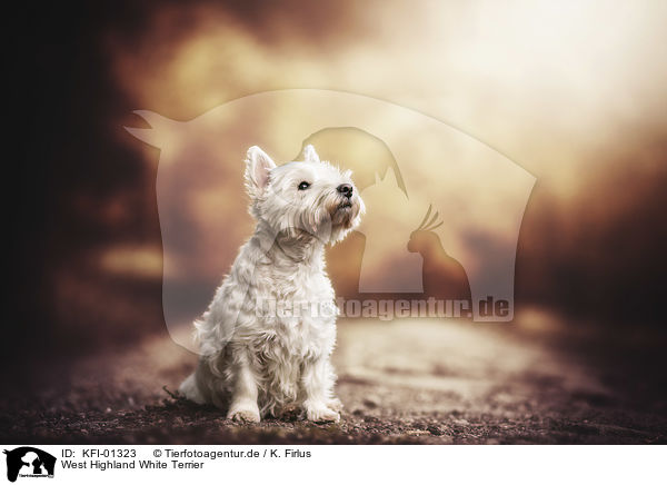 West Highland White Terrier / KFI-01323