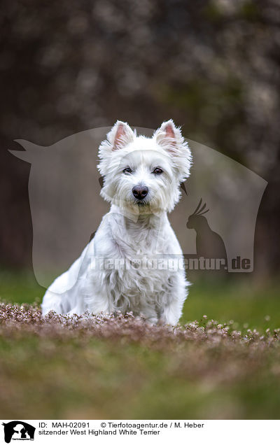 sitzender West Highland White Terrier / MAH-02091