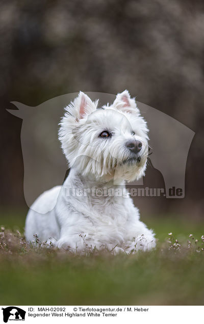 liegender West Highland White Terrier / MAH-02092
