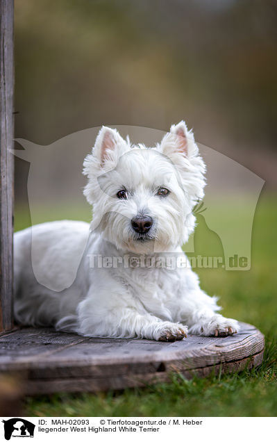liegender West Highland White Terrier / lying West Highland White Terrier / MAH-02093