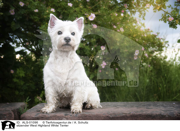 sitzender West Highland White Terrier / sitting West Highland White Terrier / ALS-01096