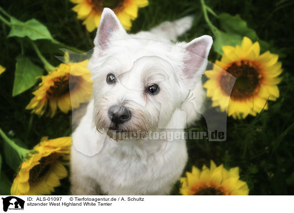 sitzender West Highland White Terrier / ALS-01097