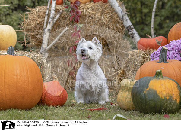 West Highland White Terrier im Herbst / MAH-02470