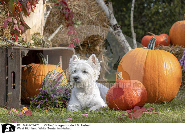 West Highland White Terrier im Herbst / MAH-02471
