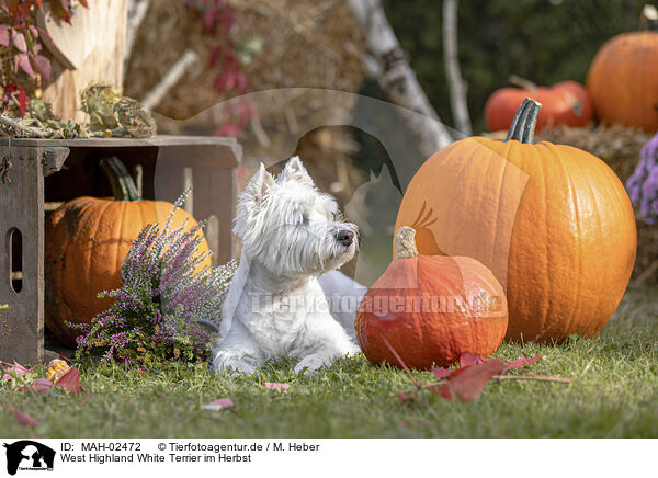 West Highland White Terrier im Herbst / MAH-02472