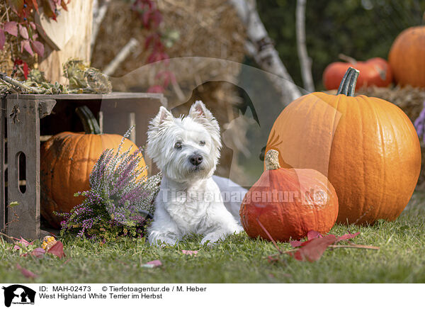 West Highland White Terrier im Herbst / MAH-02473