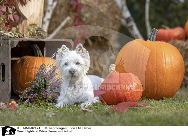 West Highland White Terrier im Herbst / MAH-02474
