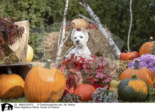 West Highland White Terrier im Herbst / MAH-02475