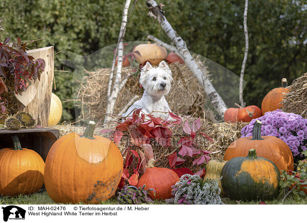 West Highland White Terrier im Herbst / MAH-02476