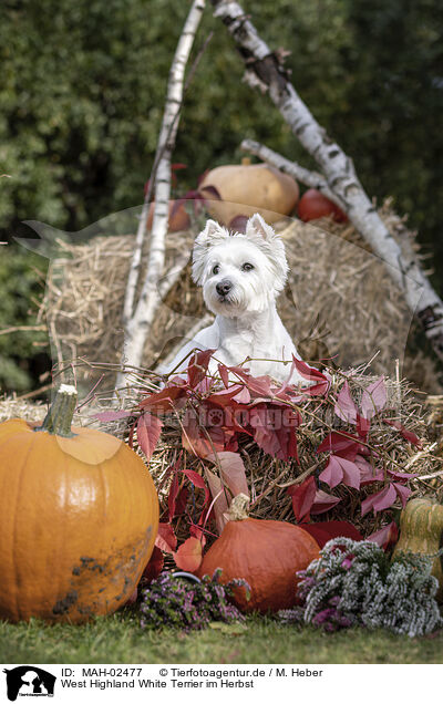 West Highland White Terrier im Herbst / MAH-02477