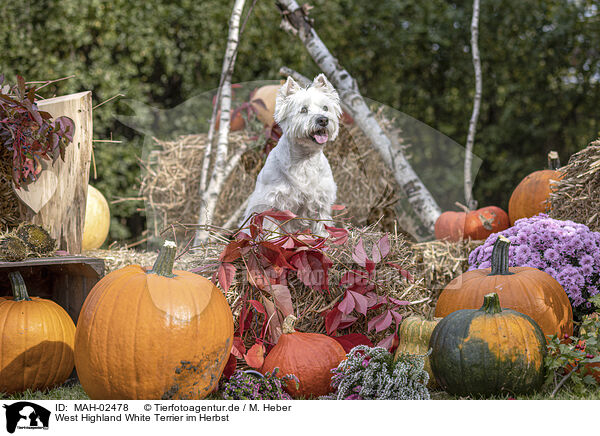 West Highland White Terrier im Herbst / MAH-02478
