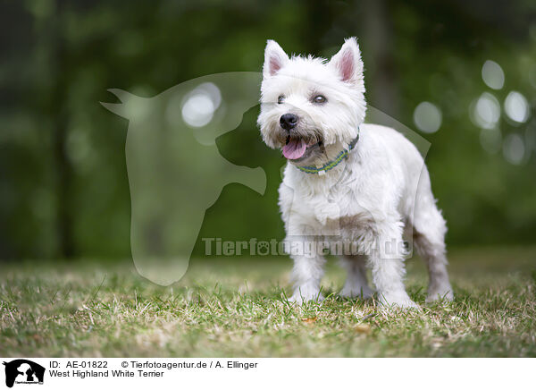 West Highland White Terrier / West Highland White Terrier / AE-01822