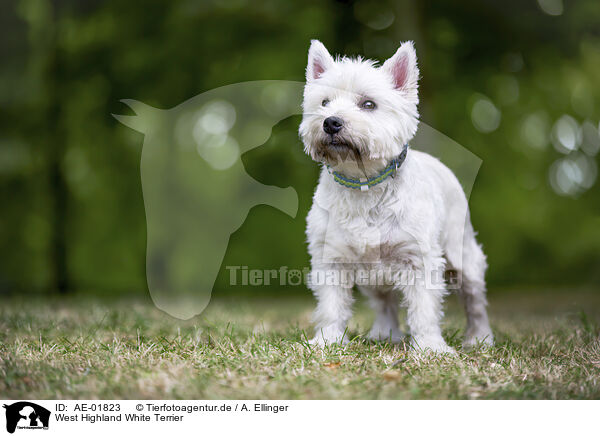 West Highland White Terrier / AE-01823