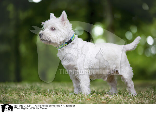 West Highland White Terrier / AE-01824