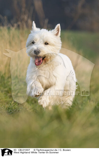 West Highland White Terrier im Sommer / West Highland White Terrier in summer / CB-01007