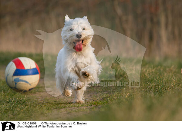 West Highland White Terrier im Sommer / West Highland White Terrier in summer / CB-01008