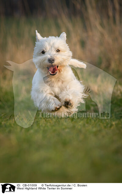 West Highland White Terrier im Sommer / CB-01009
