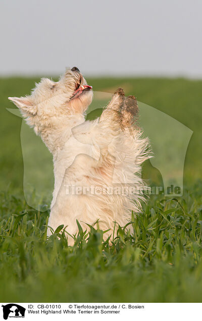 West Highland White Terrier im Sommer / CB-01010