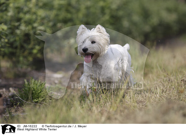 West Highland White Terrier / West Highland White Terrier / JM-16222