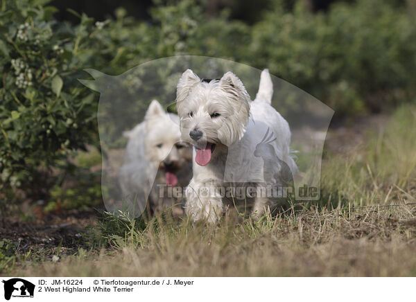 2 West Highland White Terrier / 2 West Highland White Terrier / JM-16224