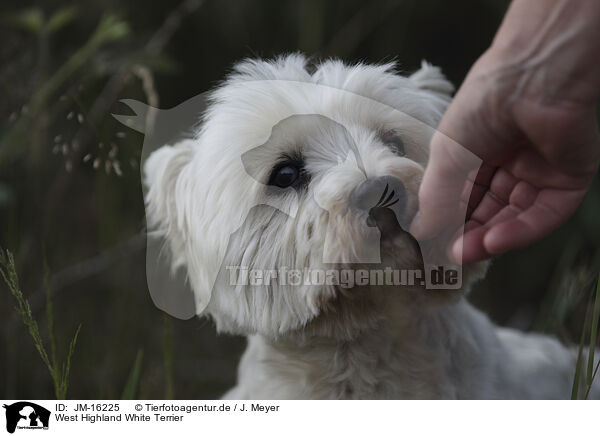 West Highland White Terrier / West Highland White Terrier / JM-16225