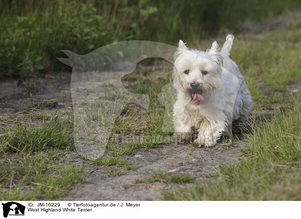 West Highland White Terrier / West Highland White Terrier / JM-16229