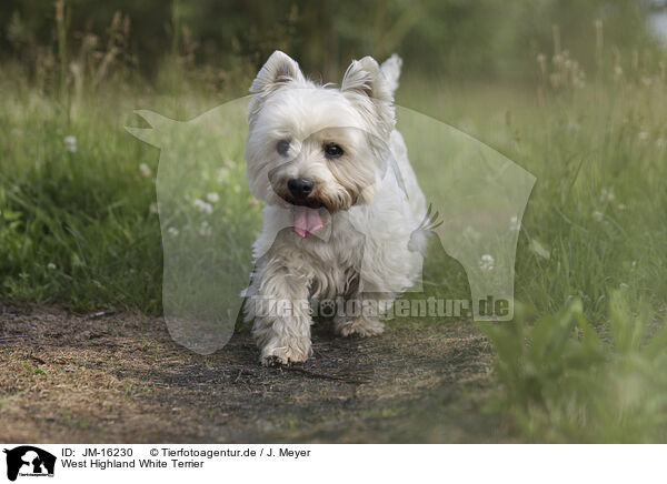 West Highland White Terrier / West Highland White Terrier / JM-16230