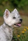 West Highland White Terrier Portrait