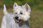 West Highland White Terrier Portrait