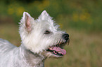 West Highland White Terrier Portrait