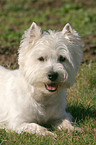 liegender West Highland White Terrier