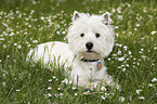 West Highland White Terrier