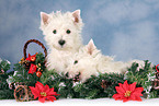 West Highland White Terrier Welpen zu Weihnachten