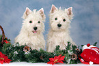 West Highland White Terrier Welpen zu Weihnachten