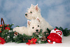 West Highland White Terrier Welpen zu Weihnachten
