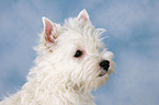 West Highland White Terrier Welpe