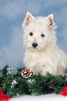 West Highland White Terrier Welpe zu Weihnachten