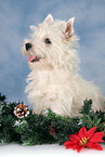 West Highland White Terrier Welpe zu Weihnachten